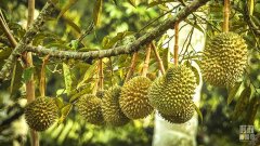 地域经济全面苏醒；客岁11月